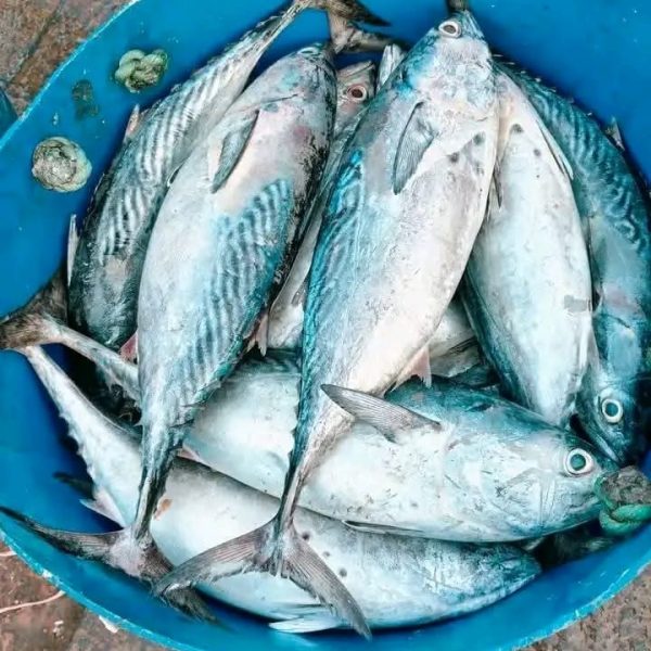 Tuna Fish (টুনা মাছ)