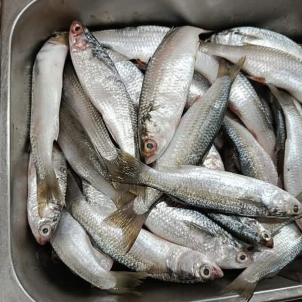 Sea Bada (সামুদ্রিক বাডা মাছ) ২০-২৫ পিসে কেজি