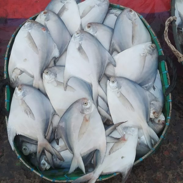 Rupchada (রুপচাঁদা চাইনিজ ) ১১ পিসে  কেজি