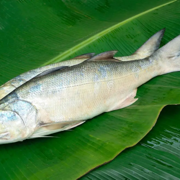 তাইল্লা  মাছ (Indian Salmon)